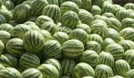 山东吃瓜爆料事件真相,揭秘背后真相与争议